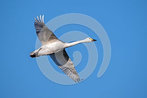Bewick`s Swan - Cygnus columbianus bewickii flying.