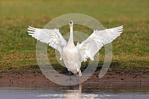 Bewick\'s Swan - Cygnus columbianus bewickii, on land flapping its wings.