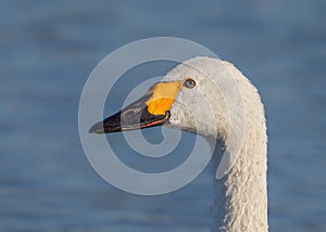 Bewick`s Swan - Cygnus columbianus bewickii` portrait.