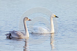 Bewick\'s Swans - Cygnus columbianus bewickii, adult and juvenile.