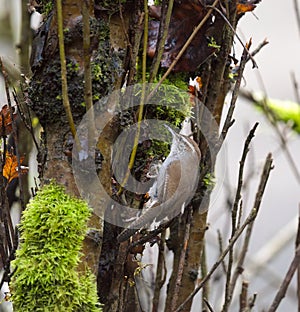 Bewick`s Wren feeding in woods photo