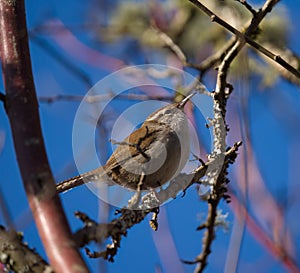 Bewick`s Wren feeding in woods photo