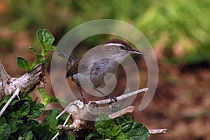 Bewick`s Wren sitting on a twig