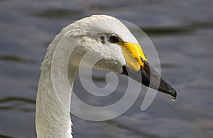 Bewick Swan