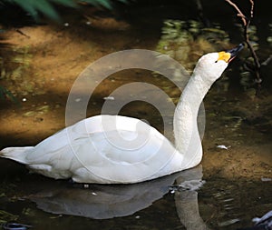 Bewicks swan