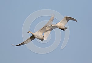 Bewicks Swans