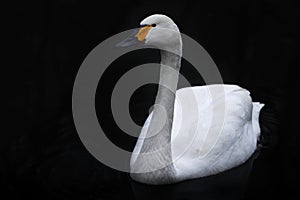 Bewicks tundra swan, Cygnus columbianus bewickii, white goose bird on the dark river, Germany in Europe. Bird in the black water