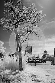 Bewildering Black and White Infrared