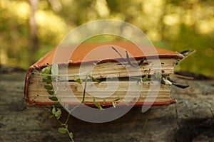 Bewitched Book With Magic plants and spider web, concept of mystery and spiritual photo