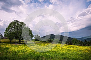 Bewitching beautiful summer landscape of green meadows