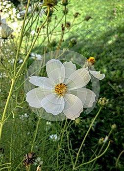 Beyaz Papatya in Garden photo