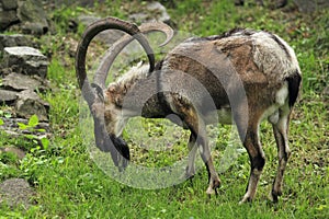 Bezoar Ibex photo