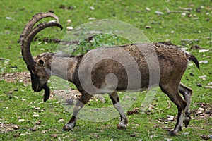 Bezoar ibex Capra aegagrus aegagrus