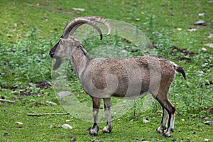 Bezoar ibex (Capra aegagrus aegagrus) photo