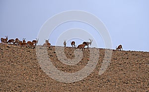 A herd of Capra or wild goats in Alborz mountains Iran photo