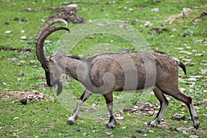 Bezoar ibex (Capra aegagrus aegagrus) photo