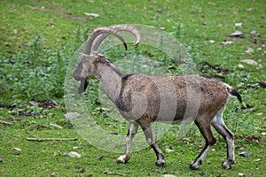 Bezoar ibex (Capra aegagrus aegagrus) photo