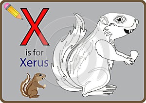 X for Xerus