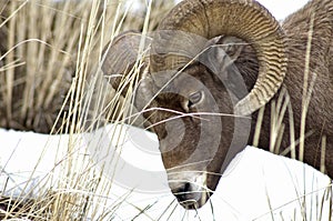 Bghorn Sheep