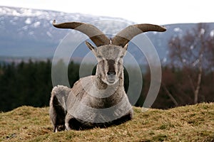 Bharal Himalayan Blue Sheep