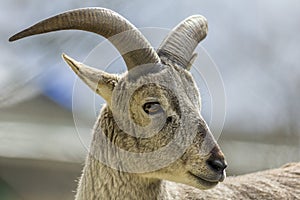 Bharal or Himalayan Blue Sheep portrait