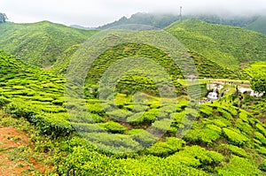 Bharat tea plantation