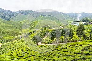 Bharat tea plantation