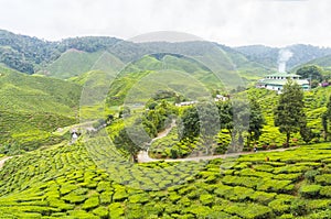 Bharat tea plantation photo