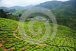 Bharat Tea Plantation, Malaysia photo