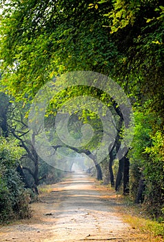 Bharatpur Bird Sanctuary, Rajasthan, India