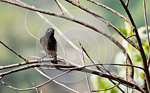 Bharatpur: Paradise for bird lovers photo