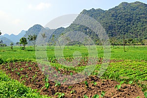 Bhaya Community Farm, Cat Ba Island, Halong Bay Vietnam