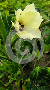 Bhindi flowers vegetables