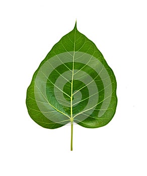 Bhodi Leaves (isolation)