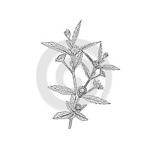 Bhringraj, Eclipta Alba or Eclipta Prostrata, also known as False Daisy is an effective herbal medicinal plant in Ayur