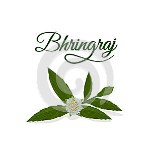 Bhringraj, Eclipta Alba or Eclipta Prostrata, also known as False Daisy is an effective herbal medicinal plant in Ayur