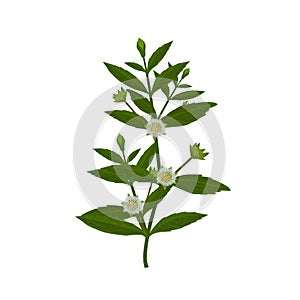 Bhringraj, Eclipta Alba or Eclipta Prostrata, also known as False Daisy is an effective herbal medicinal plant in Ayur