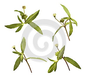 Bhringraj, Eclipta Alba, Eclipta Prostrata, False Daisy, Ayurveda medicinal plant