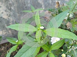 Bhringraj -Eclipta prostrata, false daisy