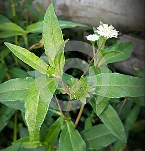 Bhringraj,Eclipta prostrata  or false daisy stem in the farm