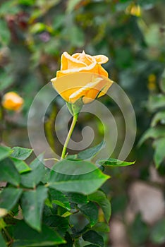 Bhubing 4 Rose or Yellow and Pink Rose in Garden