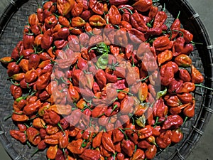 Bhut Jolokia Chilli