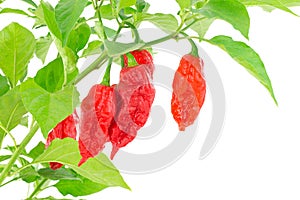 Bhut Jolokia - Chilli snake