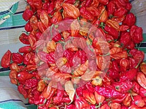 Bhut Jolokia or Ghost pepper