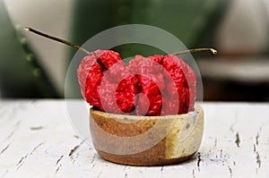 The bhut jolokia pepper in the small pot