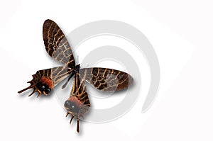 Bhutan Glory butterfly