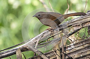 Bhutan Laughingthrush, Trochalopteron imbricatum