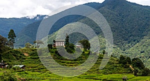 Bhutan Rice Fields, Paro Valley Sep 2015