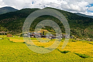 Bhutan Rice Fields, Paro Valley Sep 2015