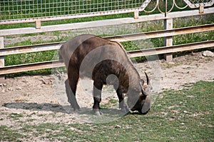 Bhutan takin Budorcas taxicolor whitei